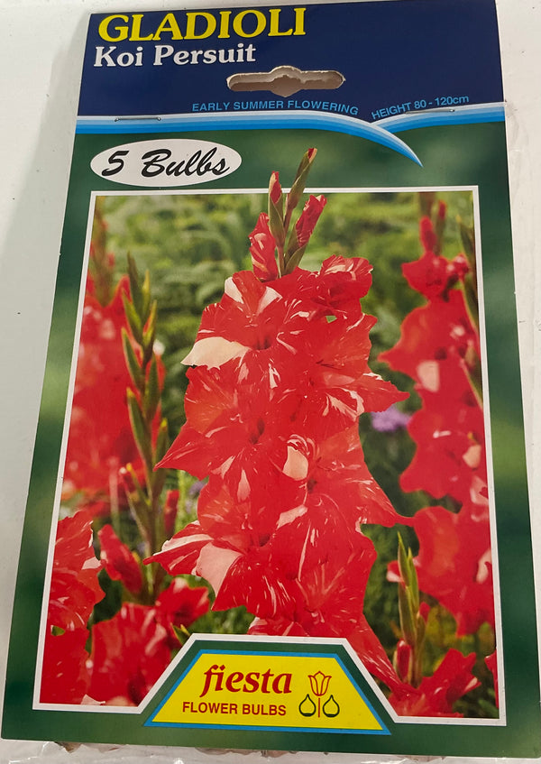 Bulb - Gladioli - Koi Persuit