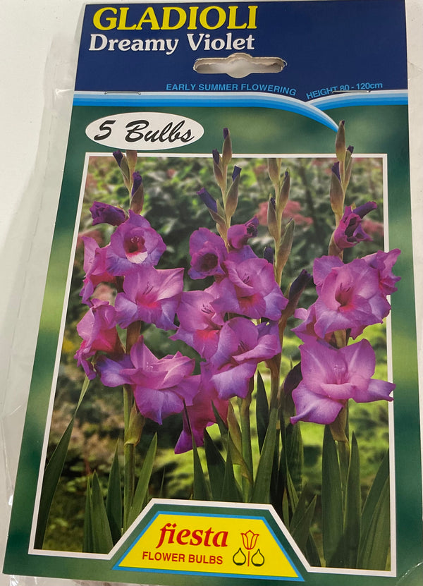 Bulb - Gladioli - Dreamy Violet