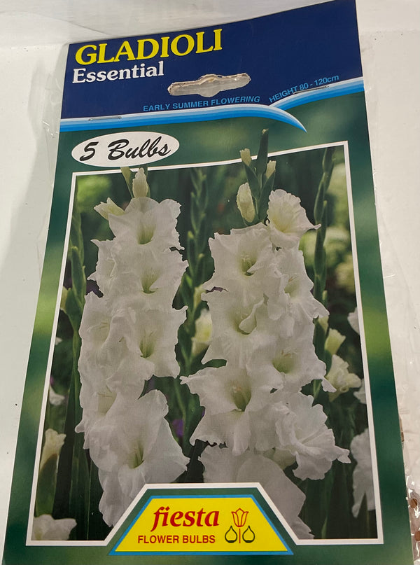 Bulb - Gladioli - Essential