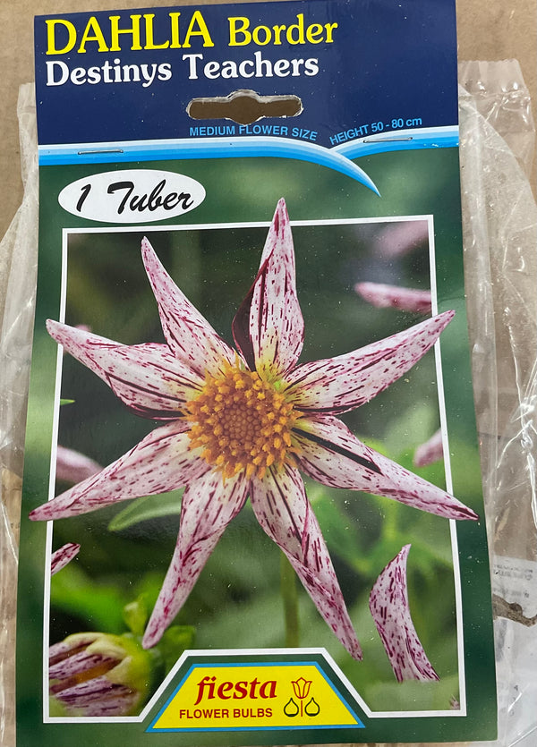 Dahlia Tuber - Destinys Teacher