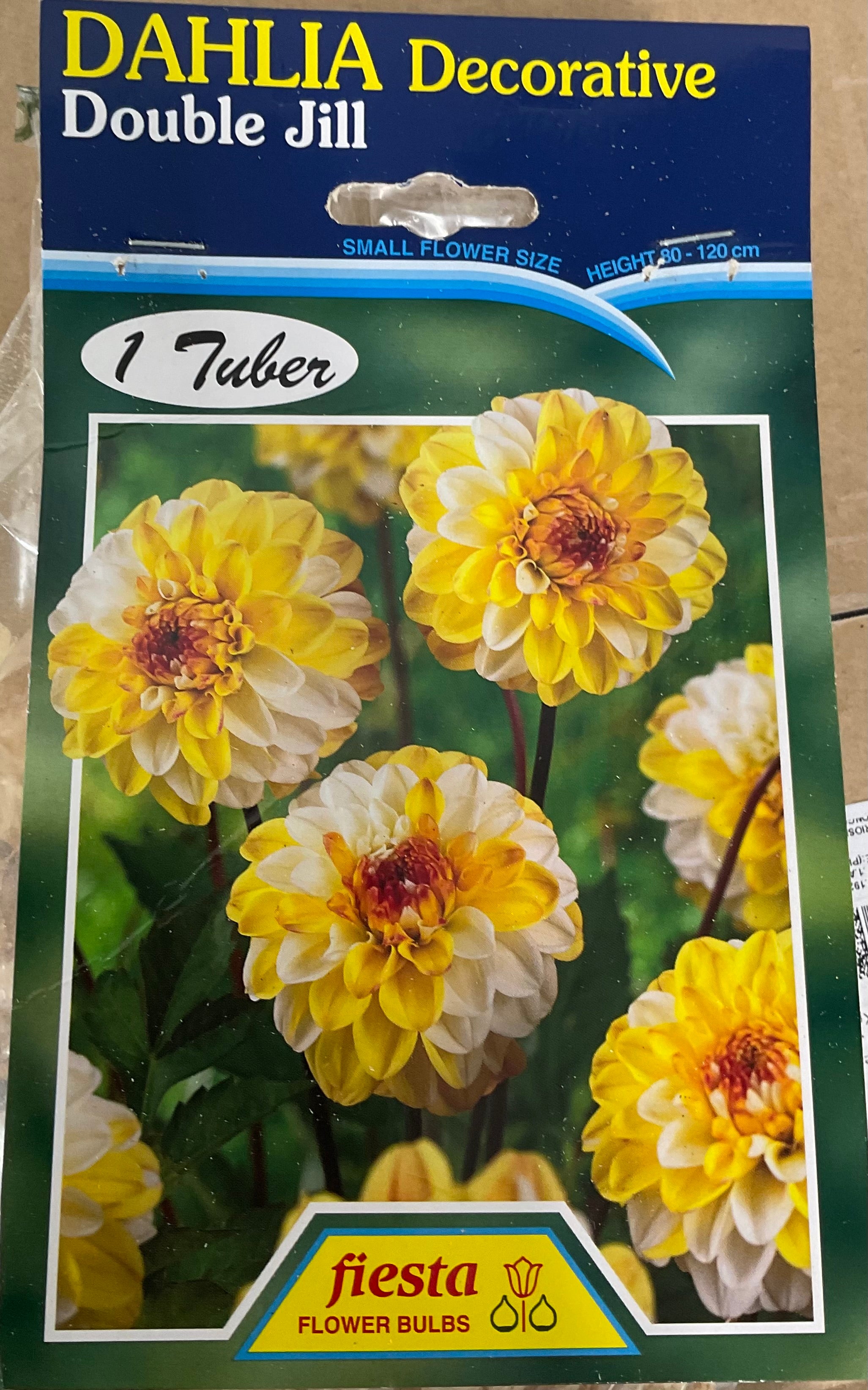 Dahlia Tuber - Double Jill