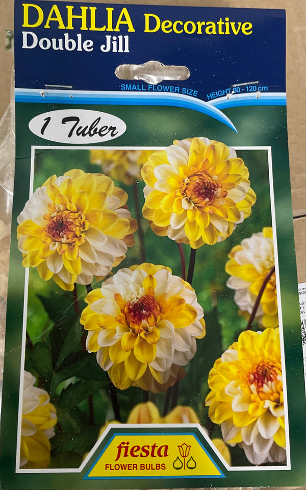 Dahlia Tuber - Double Jill