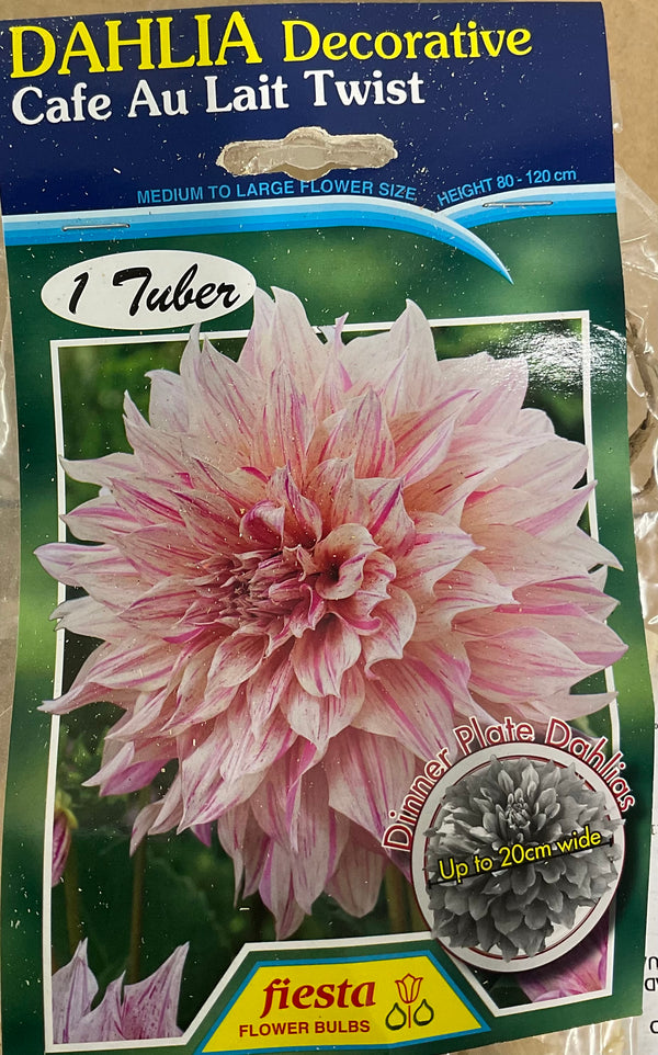 Dahlia Tuber - Cafe Au Lait Twist
