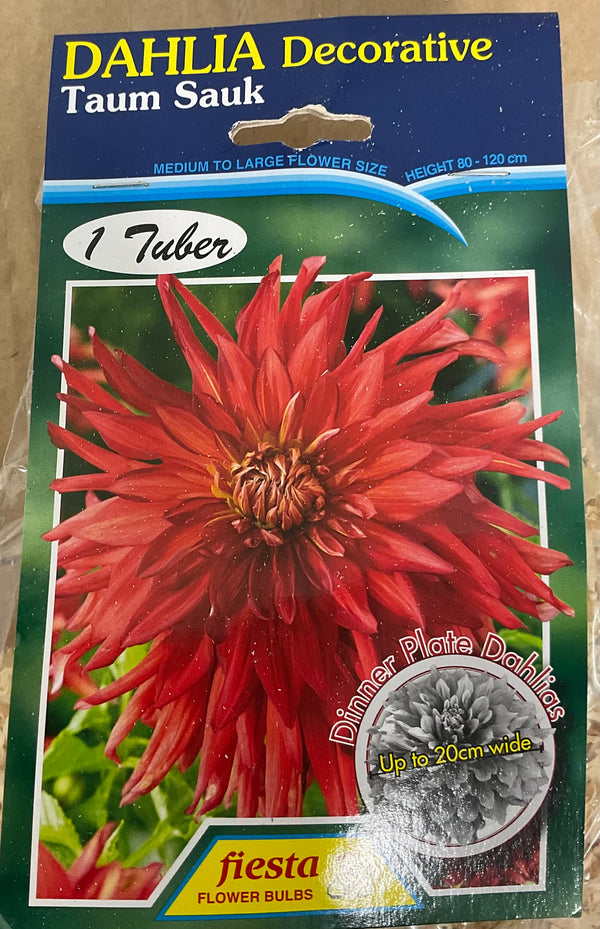 Dahlia Tuber - Taum Sauk