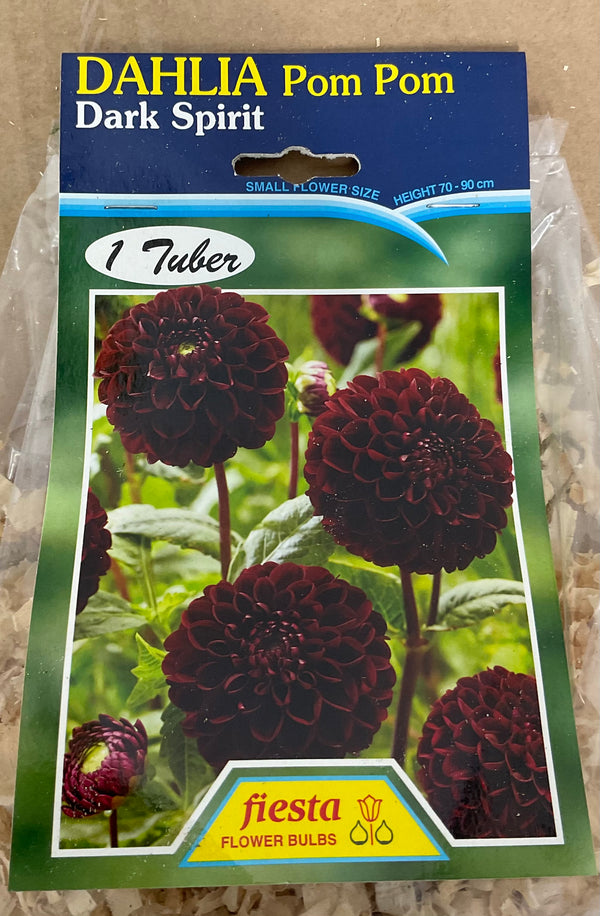 Dahlia Tuber - Dark Spirit