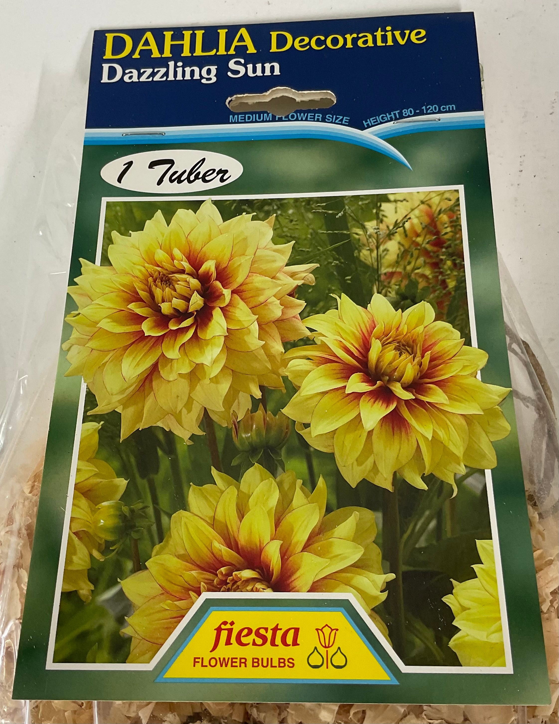 Dahlia Tuber - Dazzling Sun