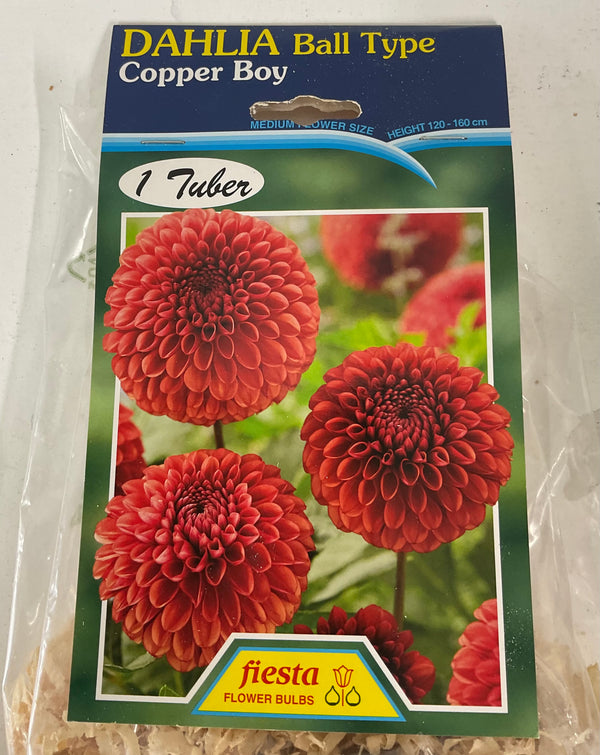Dahlia Tuber - Copper Boy