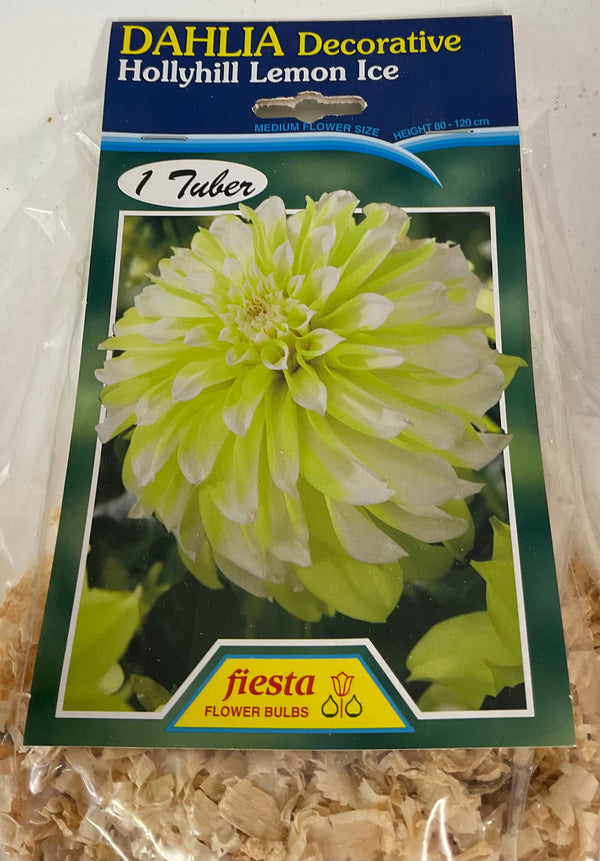 Dahlia Tuber - Hollyhill Lemon Ice