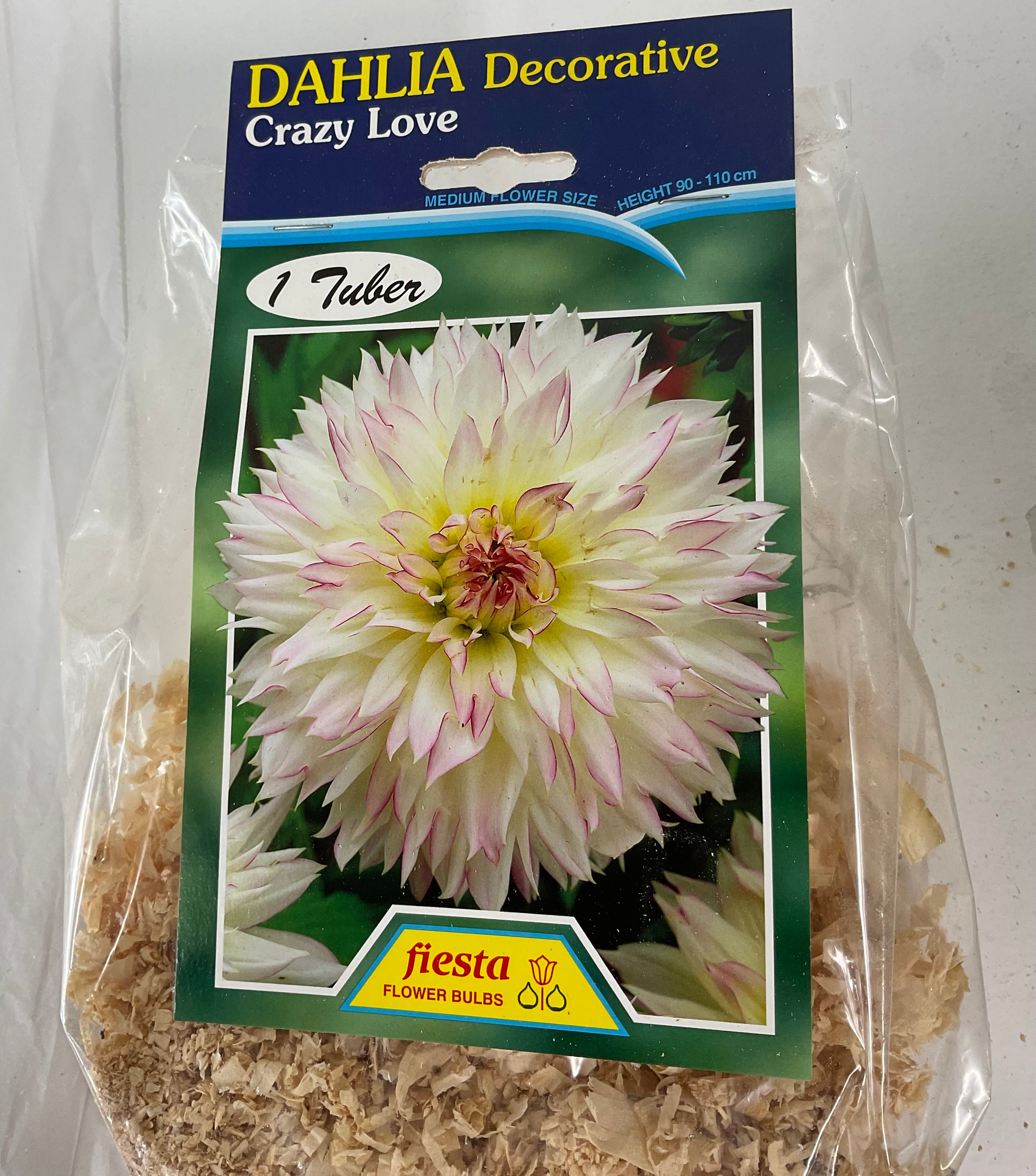 Dahlia Tuber - Crazy Love