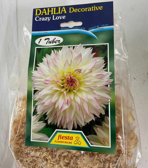 Dahlia Tuber - Crazy Love