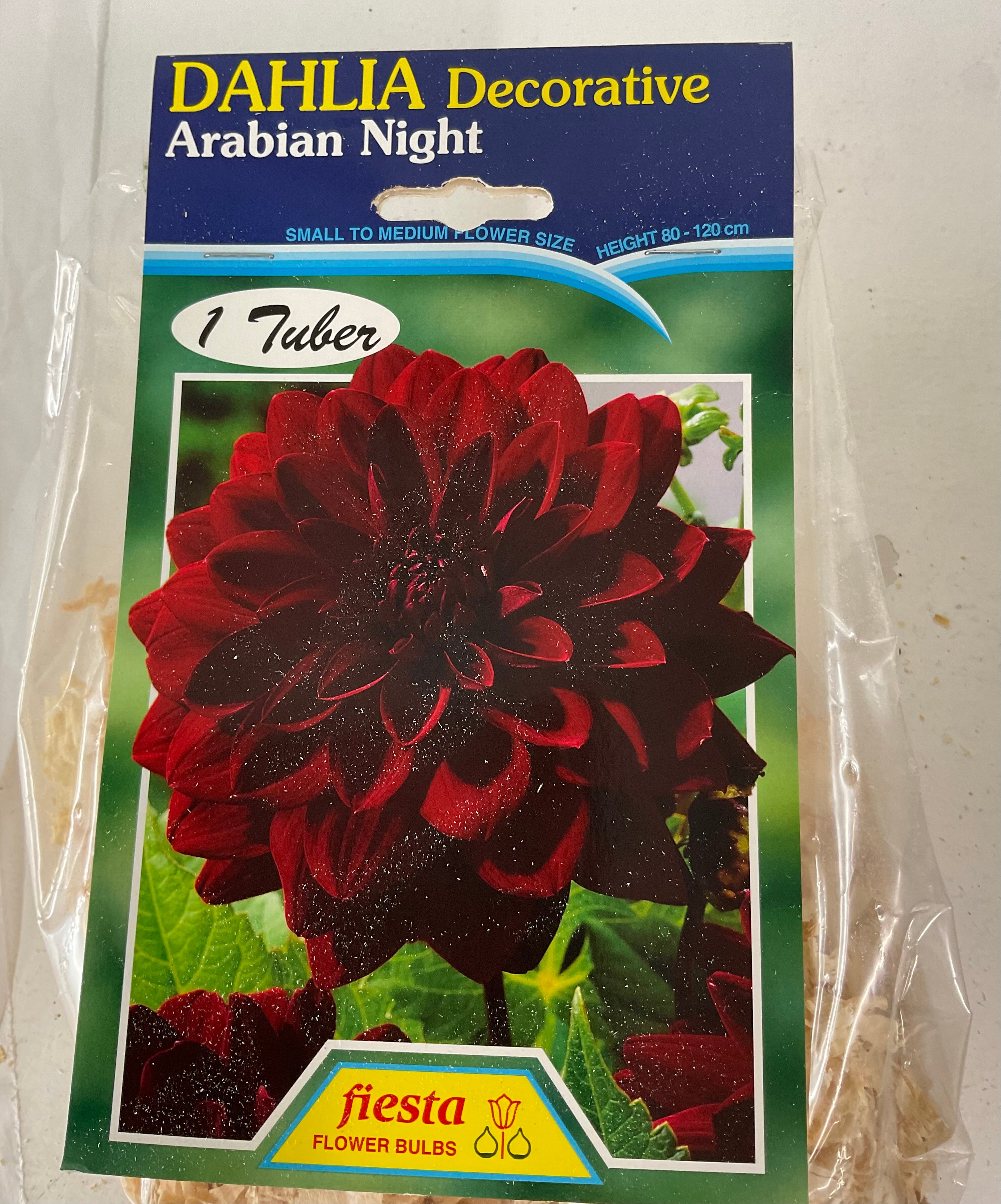 Dahlia Tuber - Arabian Night