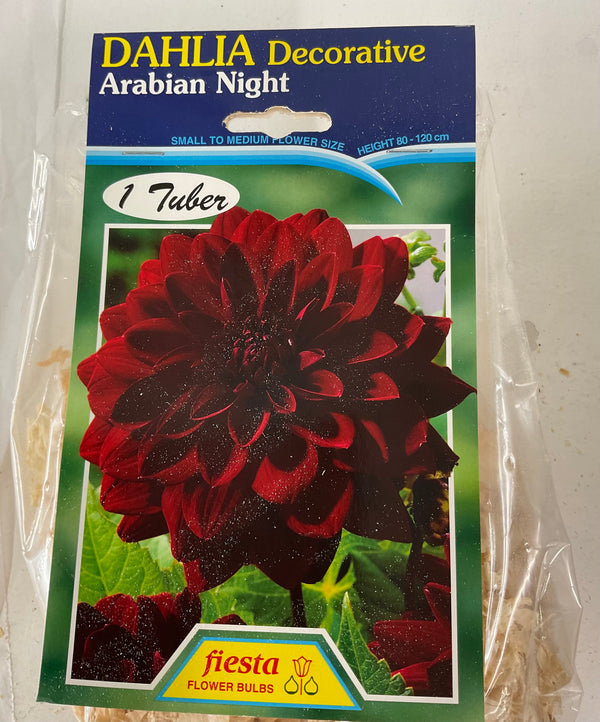 Dahlia Tuber - Arabian Night