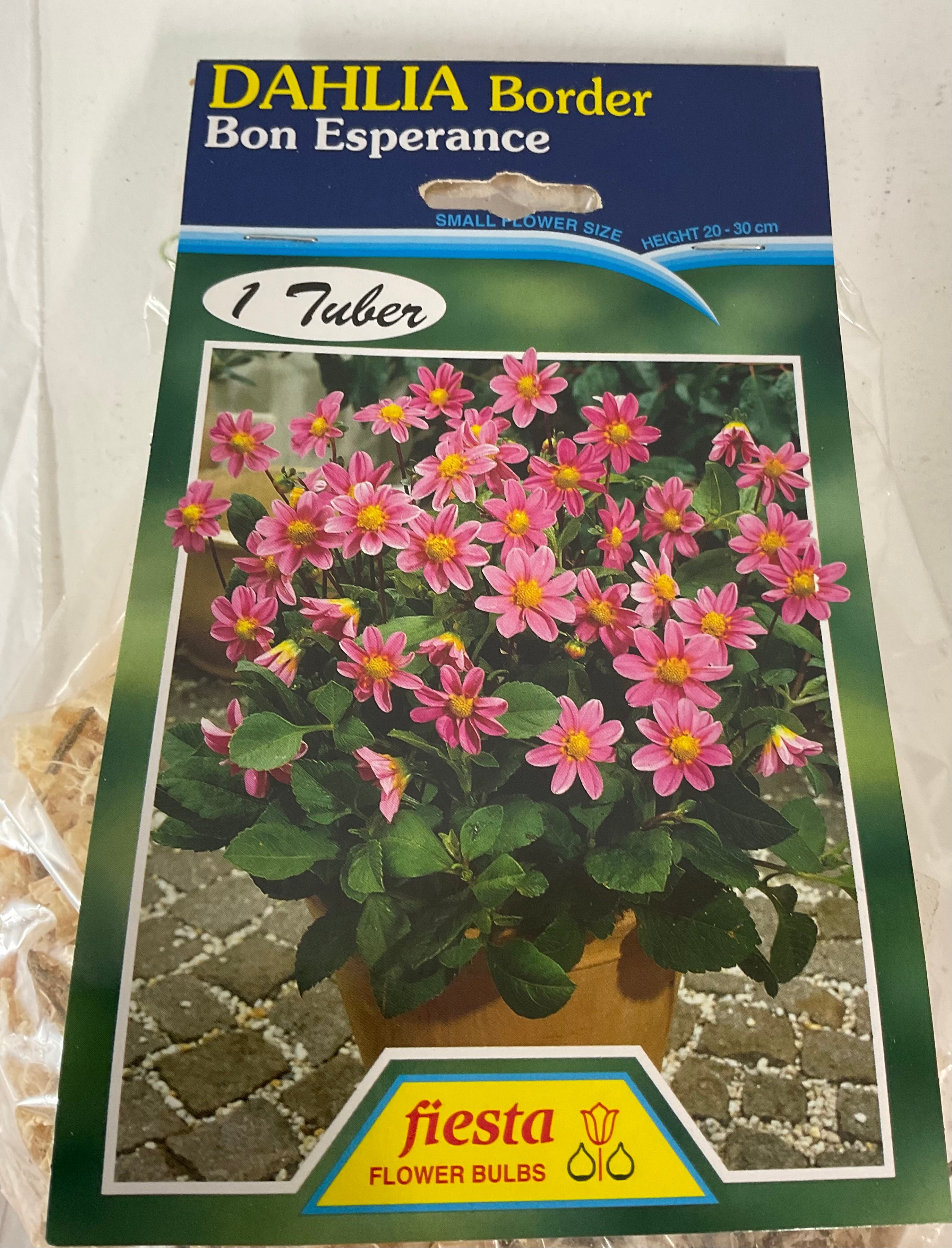 Dahlia Tuber - Bon Esperance
