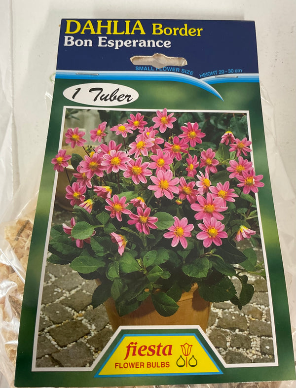 Dahlia Tuber - Bon Esperance