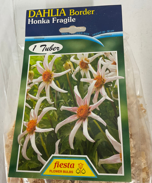 Dahlia Tuber - Honka Fragile
