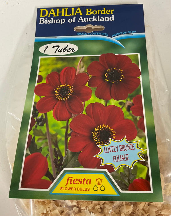 Dahlia Tuber - Bishop of Auckland