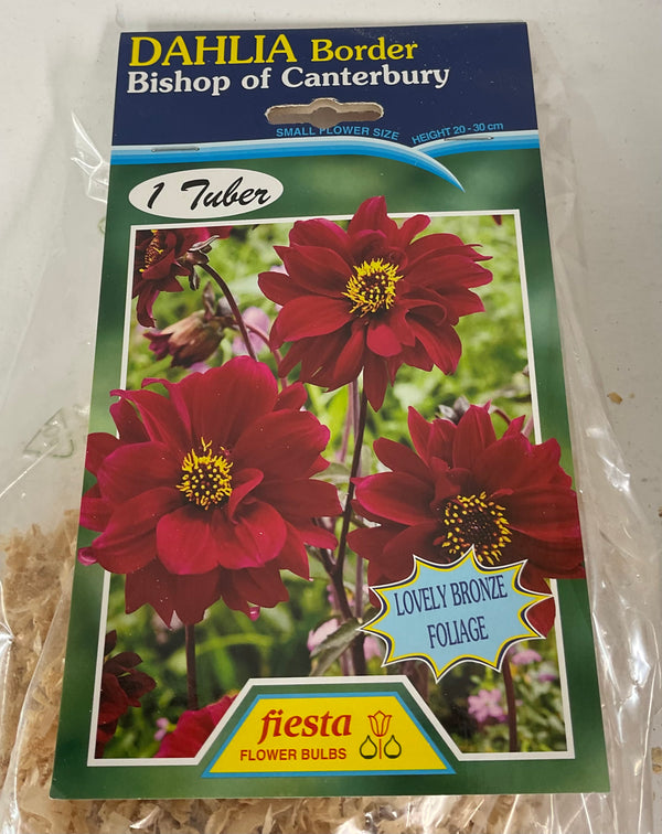 Dahlia Tuber - Bishop of Canterbury