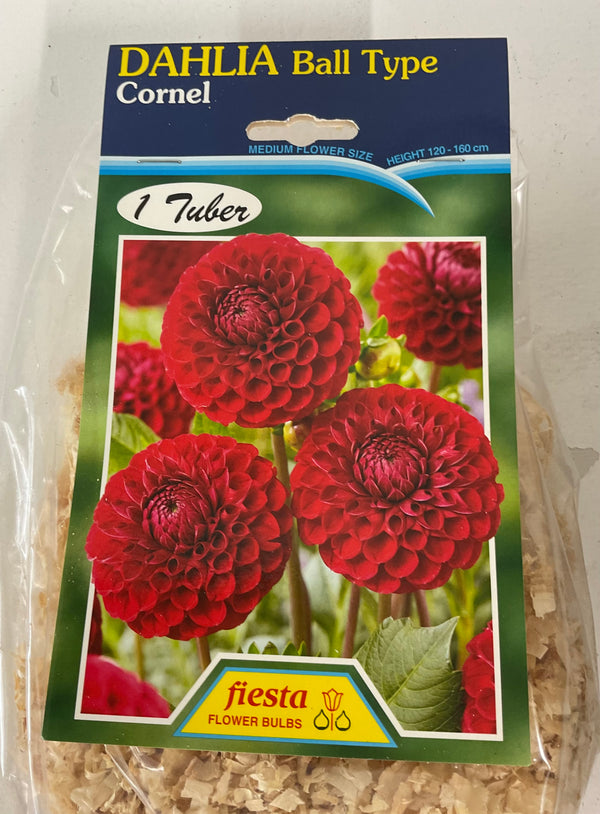 Dahlia Tuber - Cornel