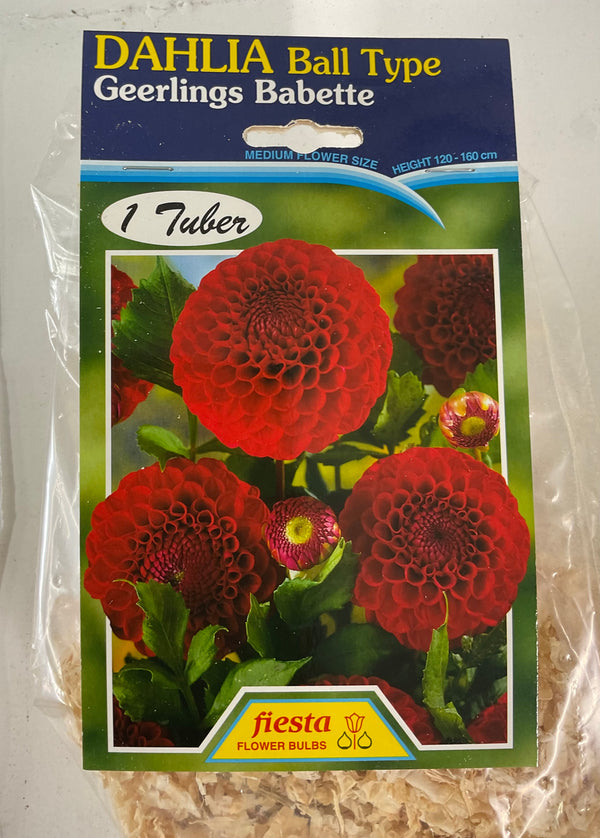Dahlia Tuber - Geerlings Babette
