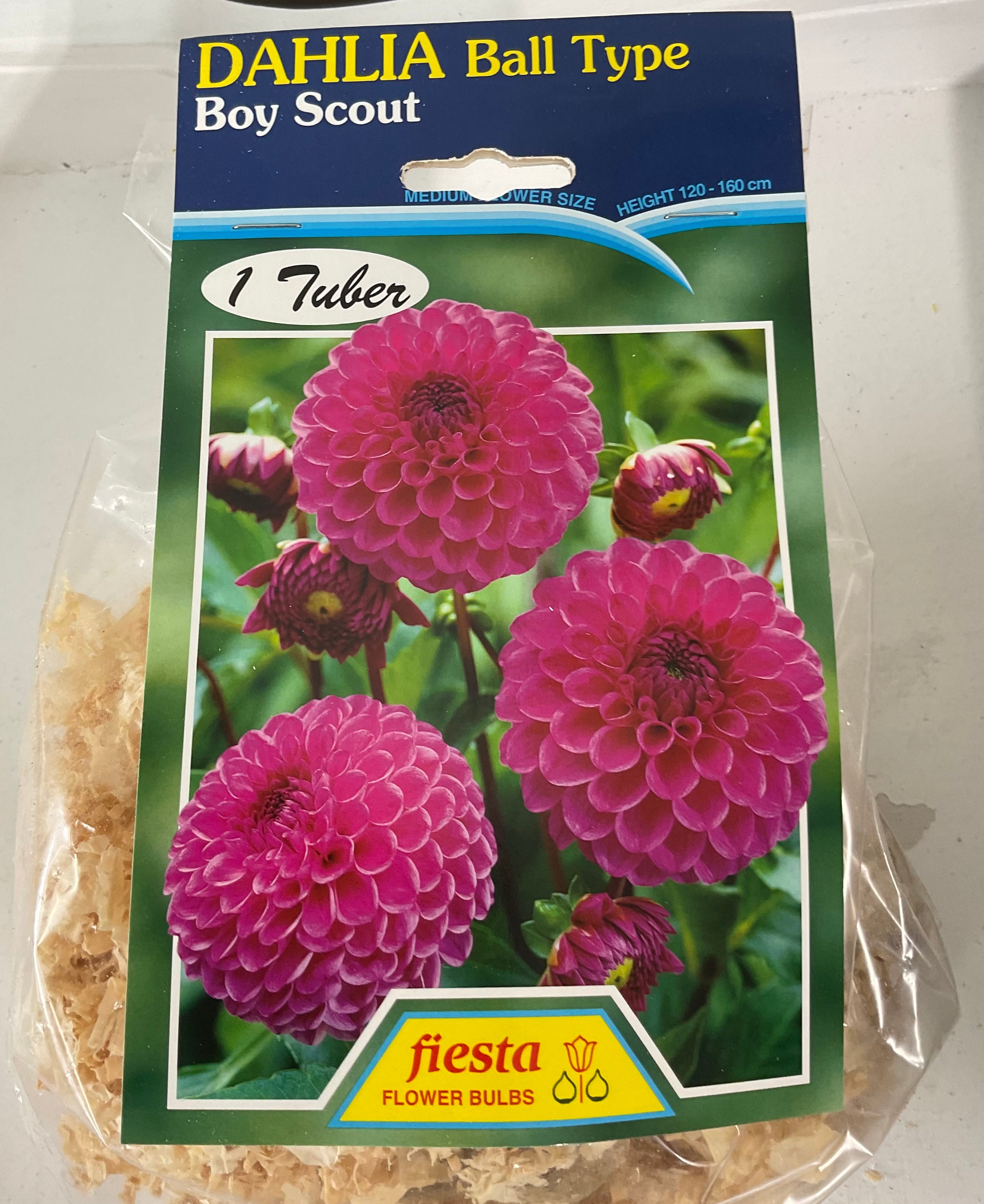 Dahlia Tuber - Boy Scout