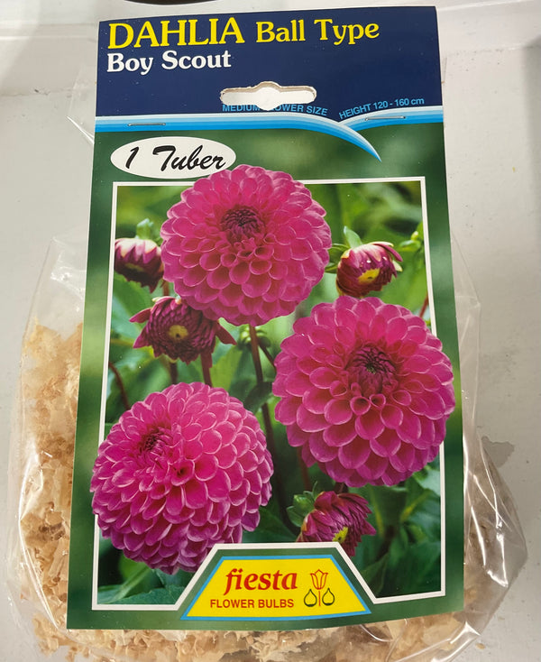 Dahlia Tuber - Boy Scout
