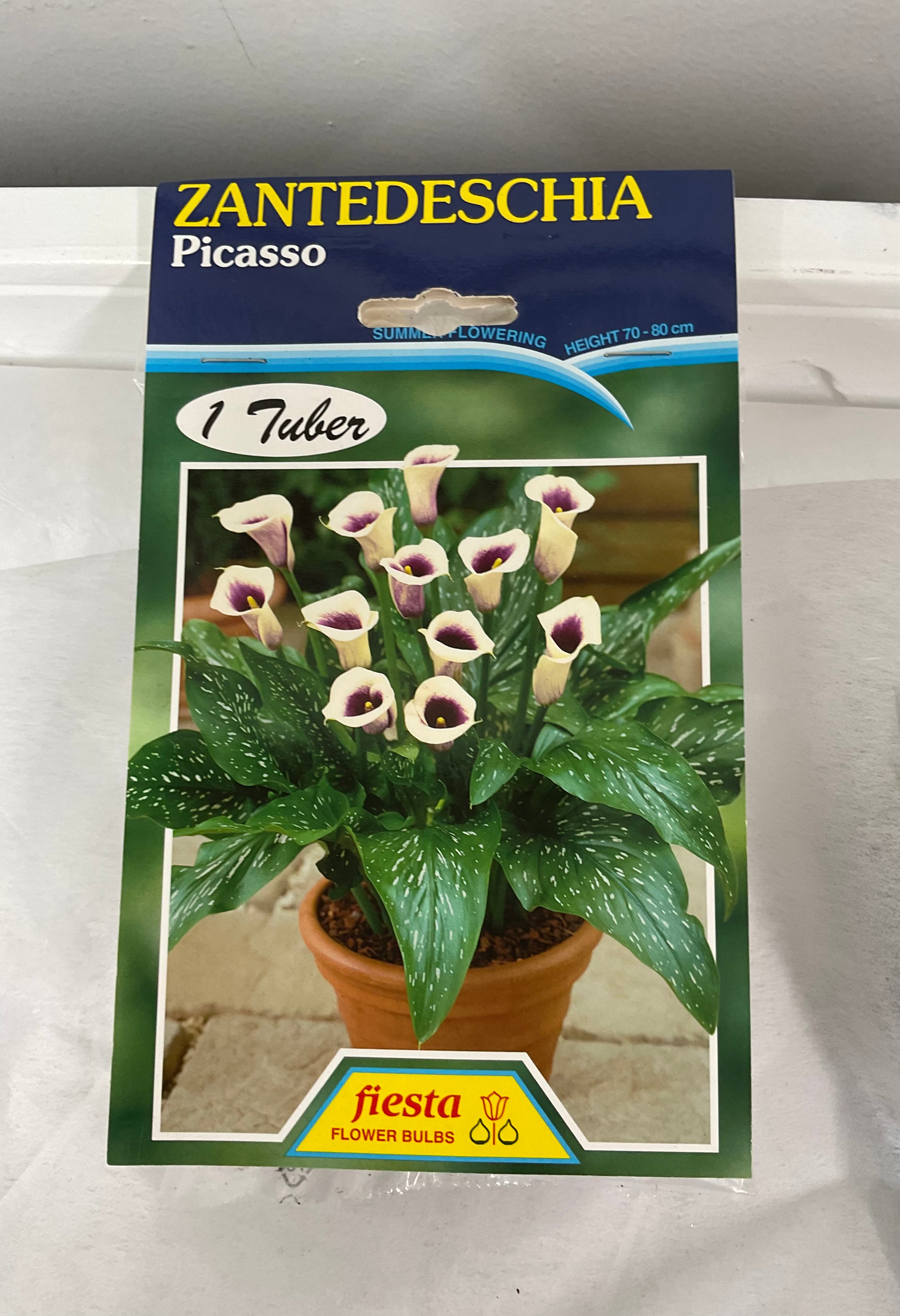 Summer Bulb - Calla - Picasso