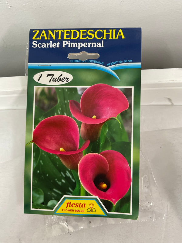 Summer Bulb - Calla - Scarlet Pimpernel