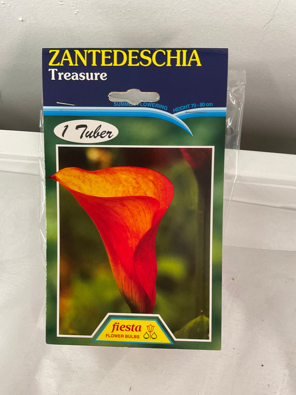 Summer Bulb - Calla - Treasure