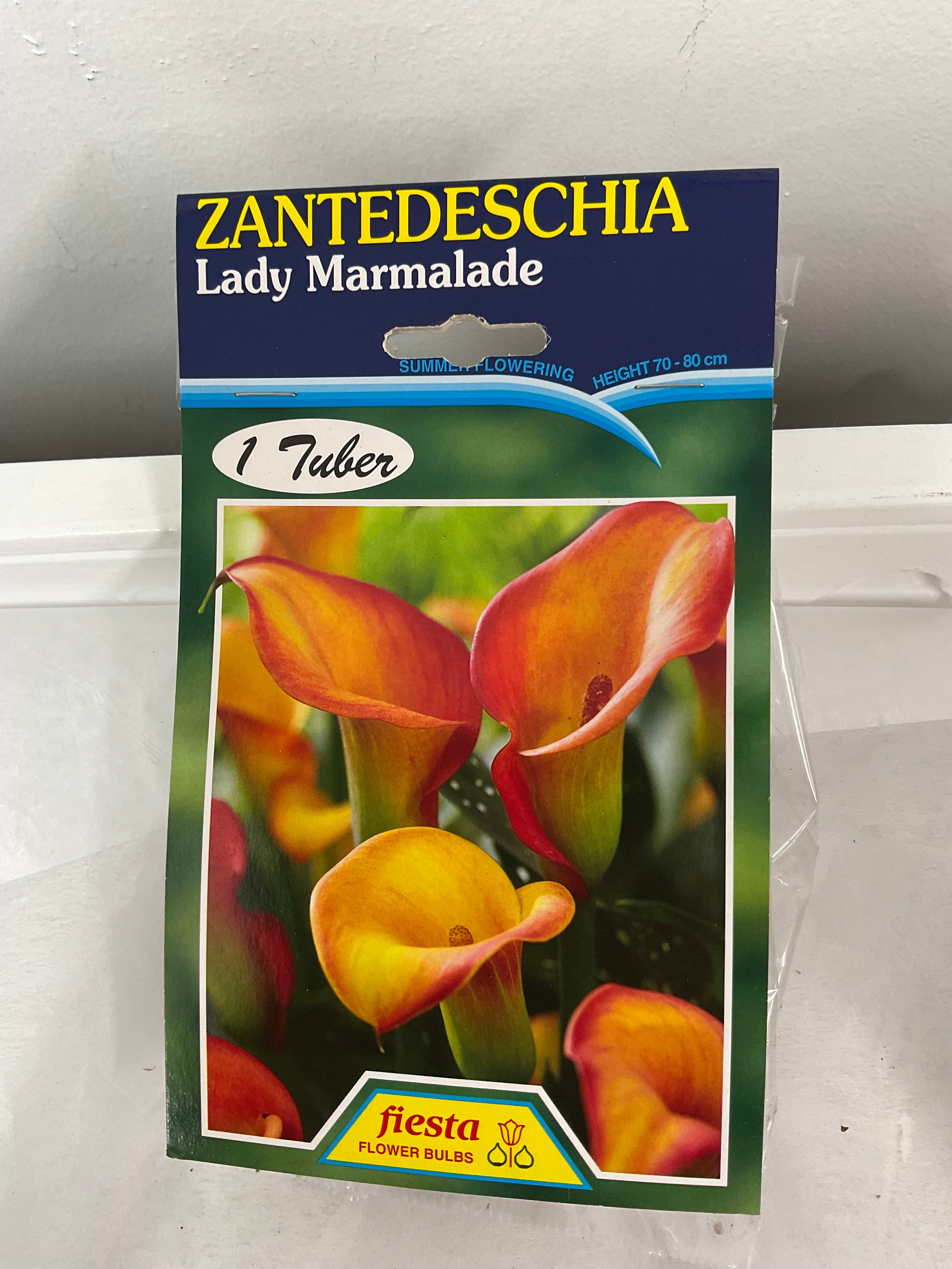 Summer Bulb - Calla - Lady Marmalade