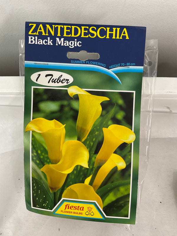 Summer Bulb - Calla - Black Magic