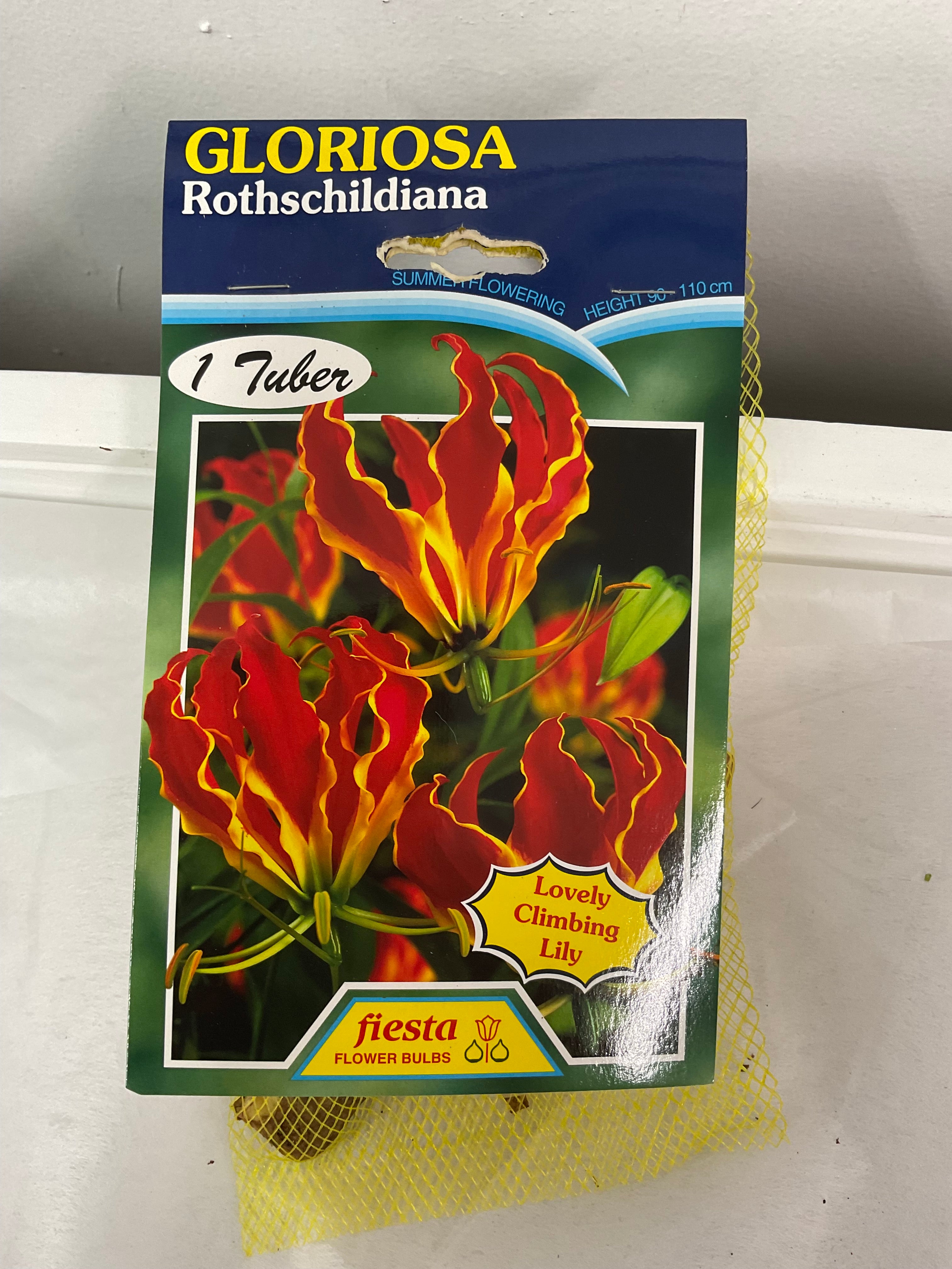 Summer Bulb - Gloriosa - Rothschildiana