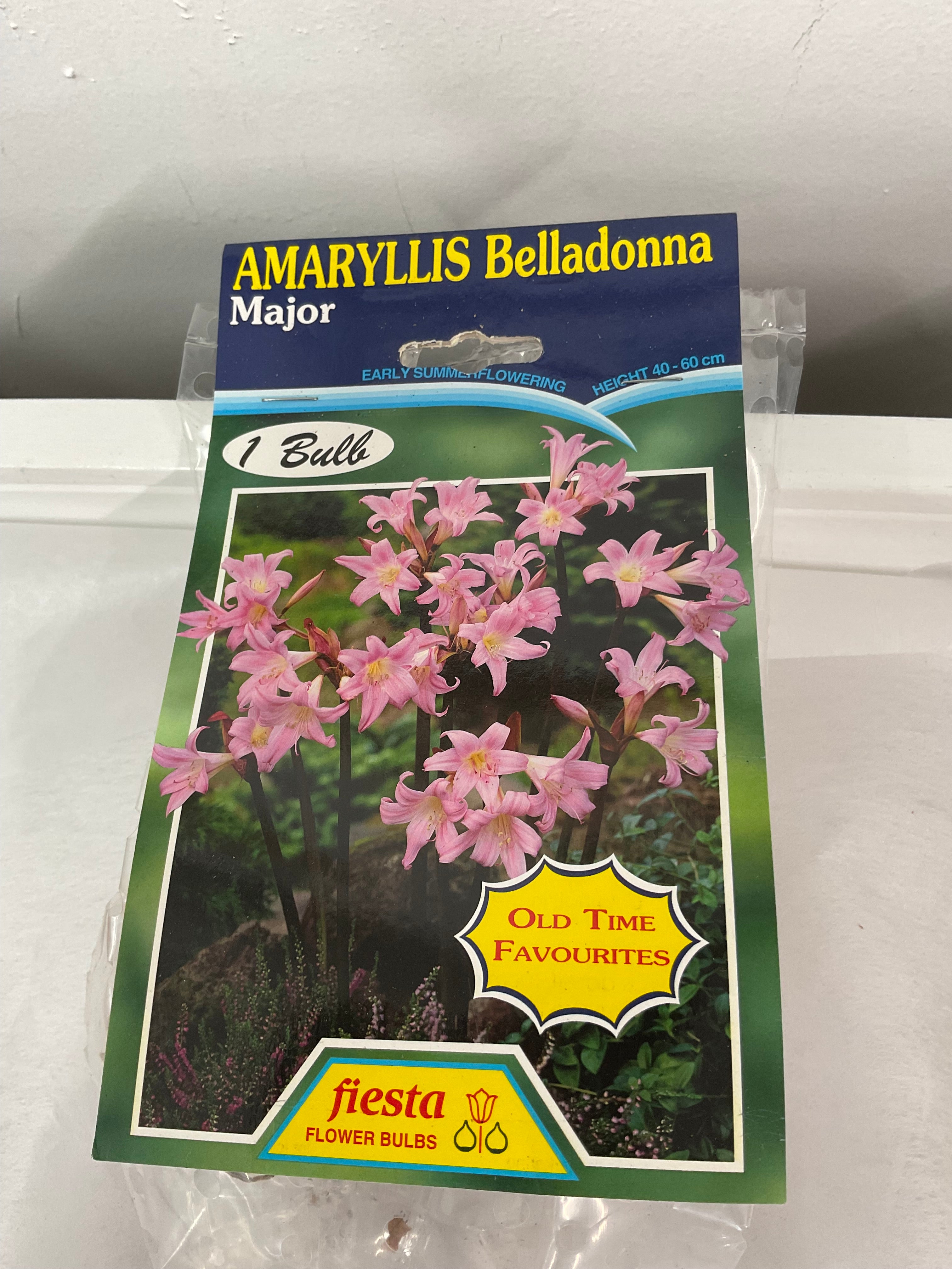 Summer Bulbs - Amaryllis Belladonna - Major