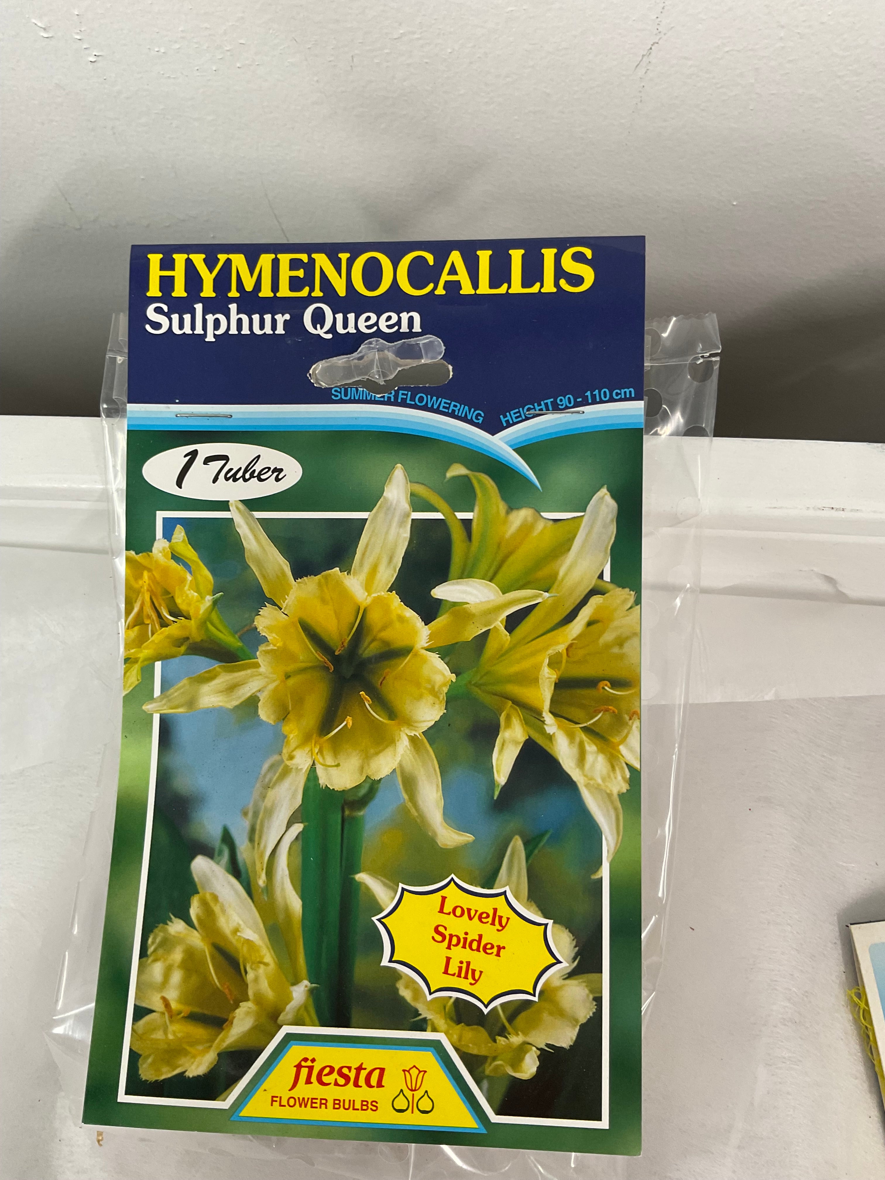 Summer Bulb - Hymenocallis - Sulphur Queen