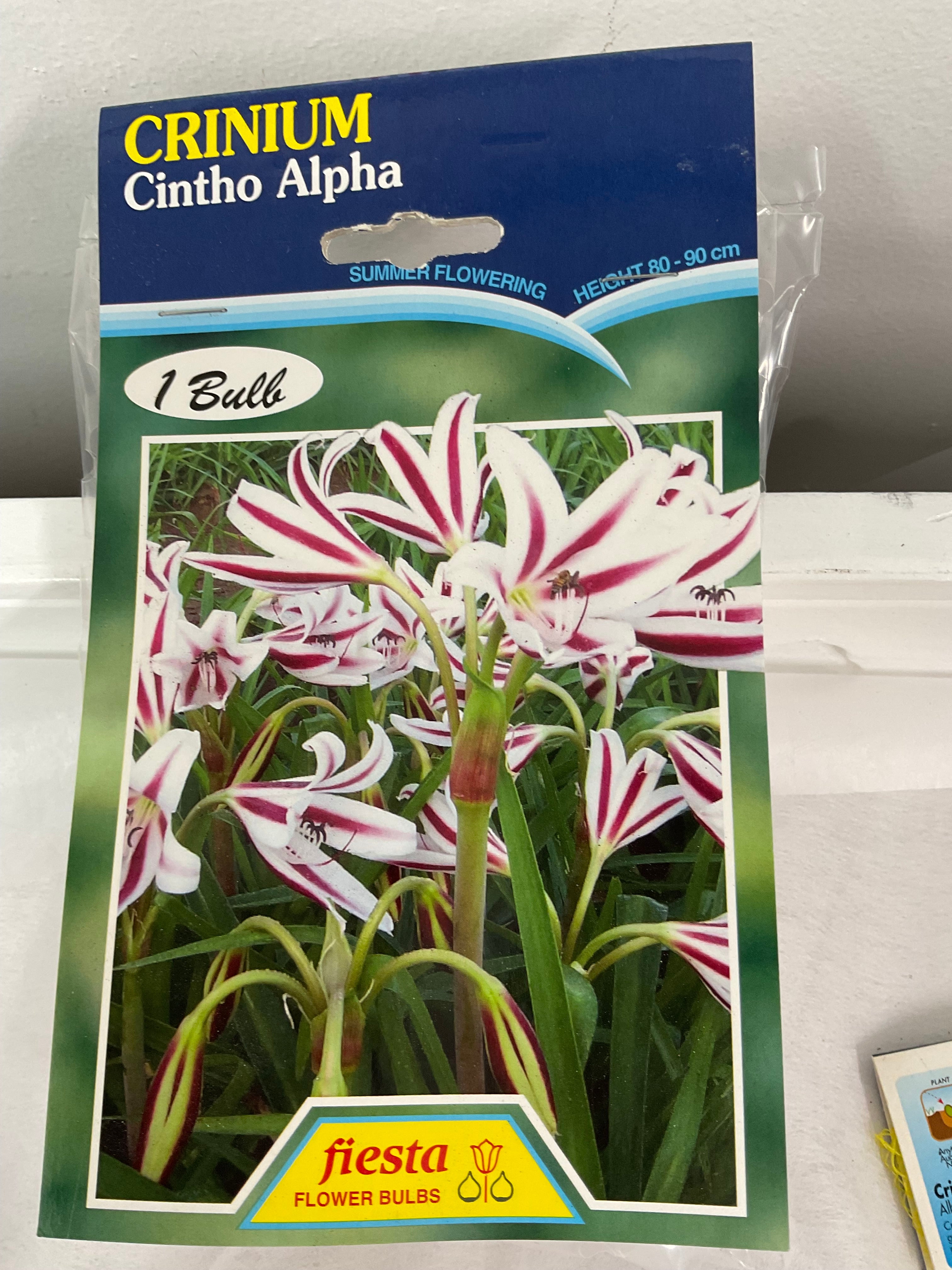 Summer Bulbs - Crinium - Cintho Alpha