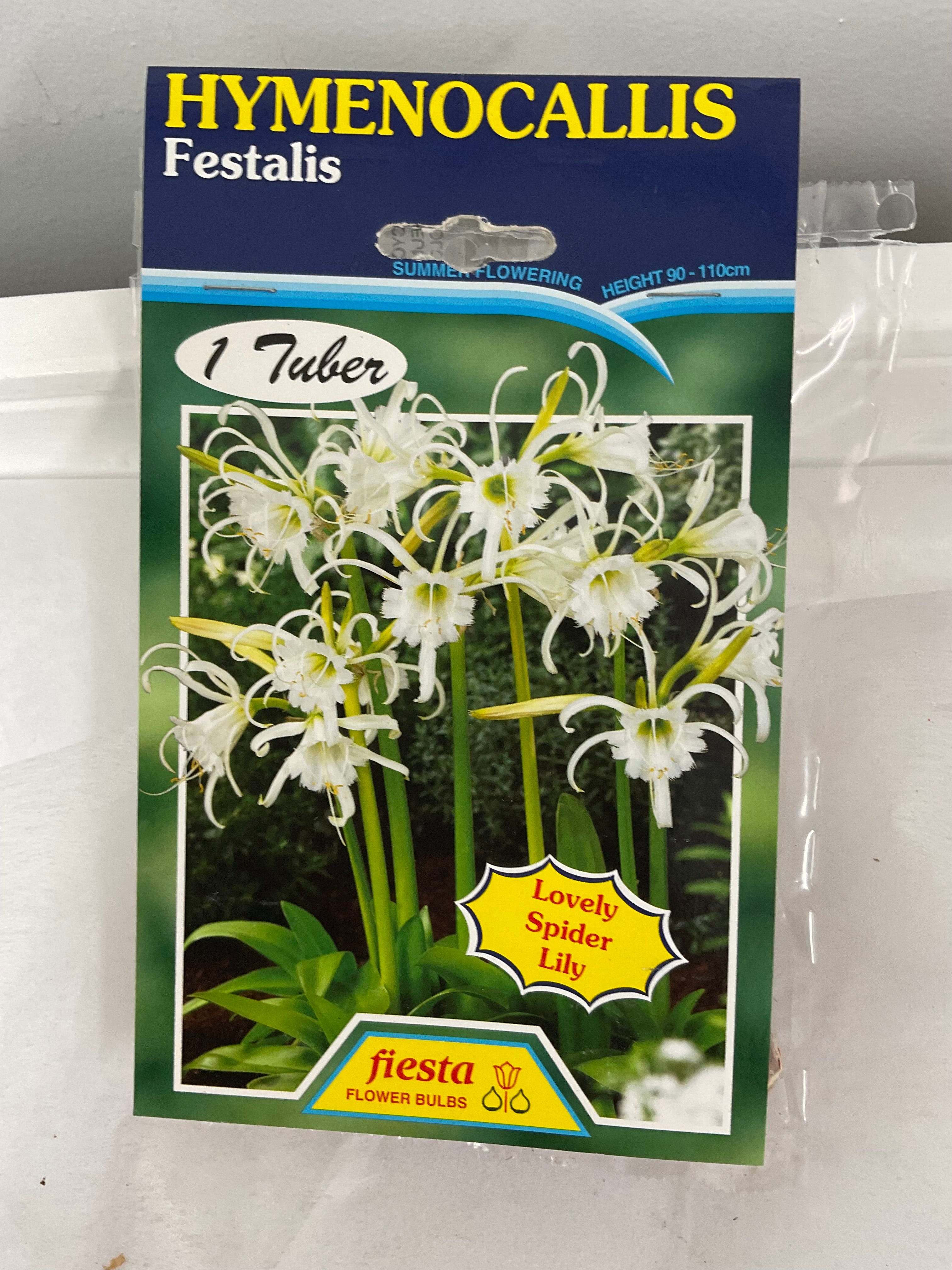Summer Bulb - Hymenocallis - Festalis