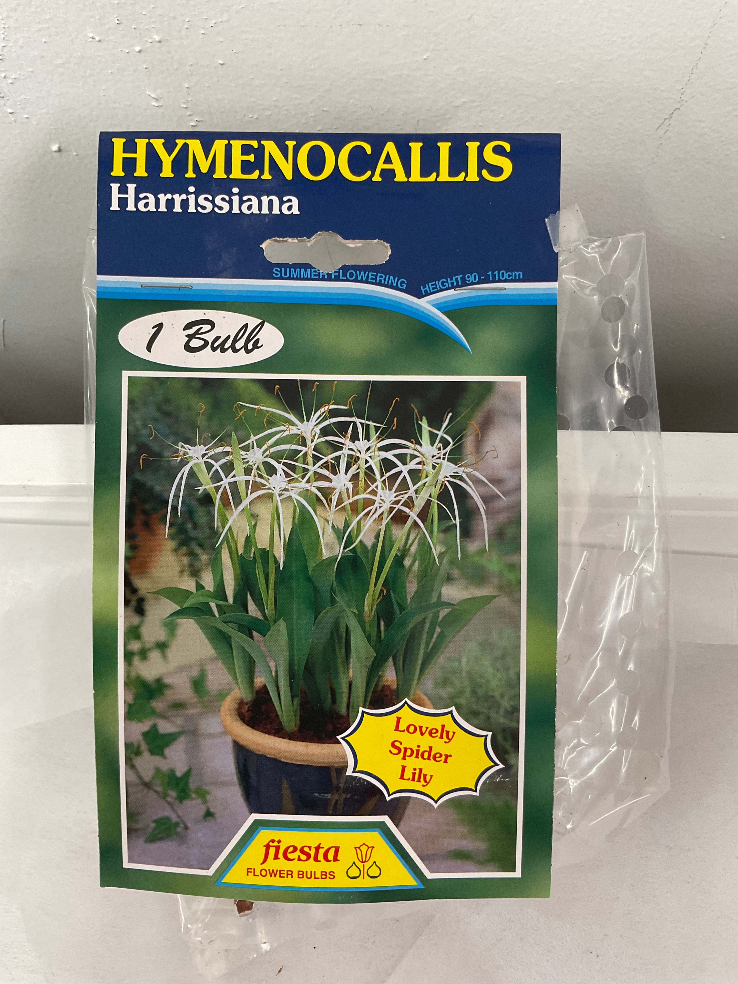 Summer Bulb - Hymenocallis - Harrissiana