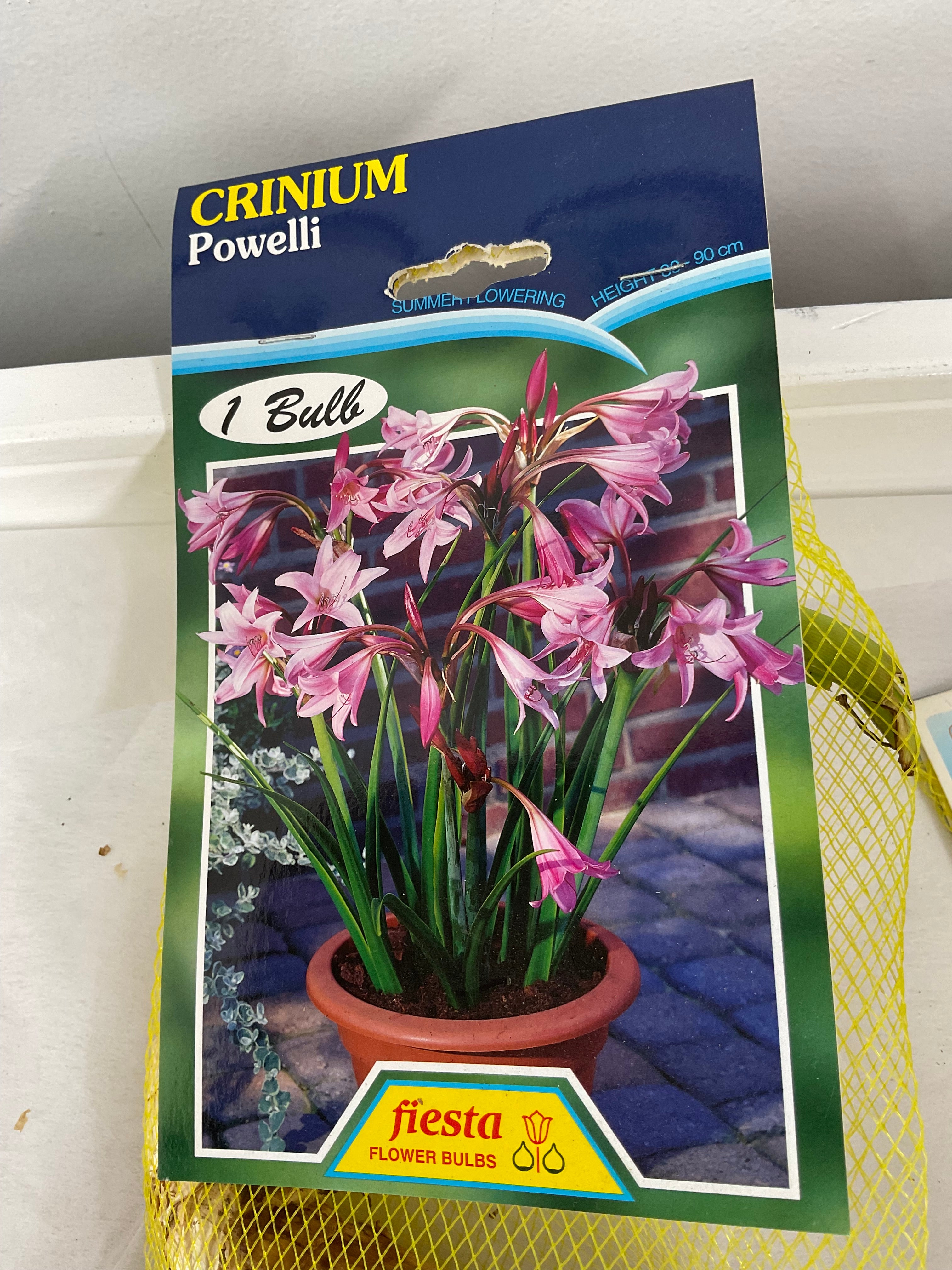 Summer Bulbs - Crinium - Powelli Pink