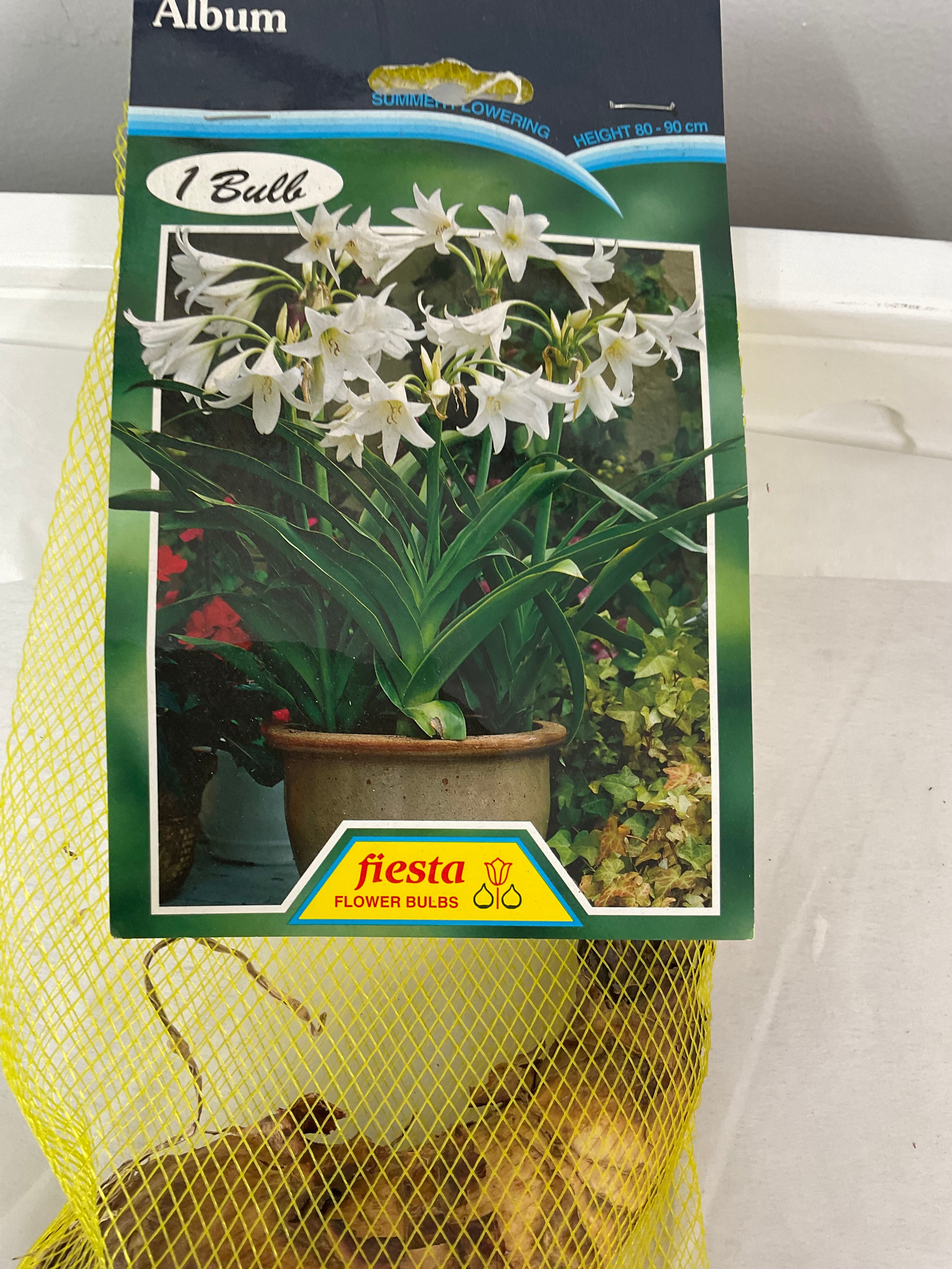 Summer Bulbs - Crinium - Album