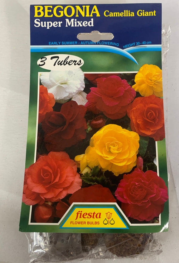 Bulb - Begonia - Camellia Giant - Mixed