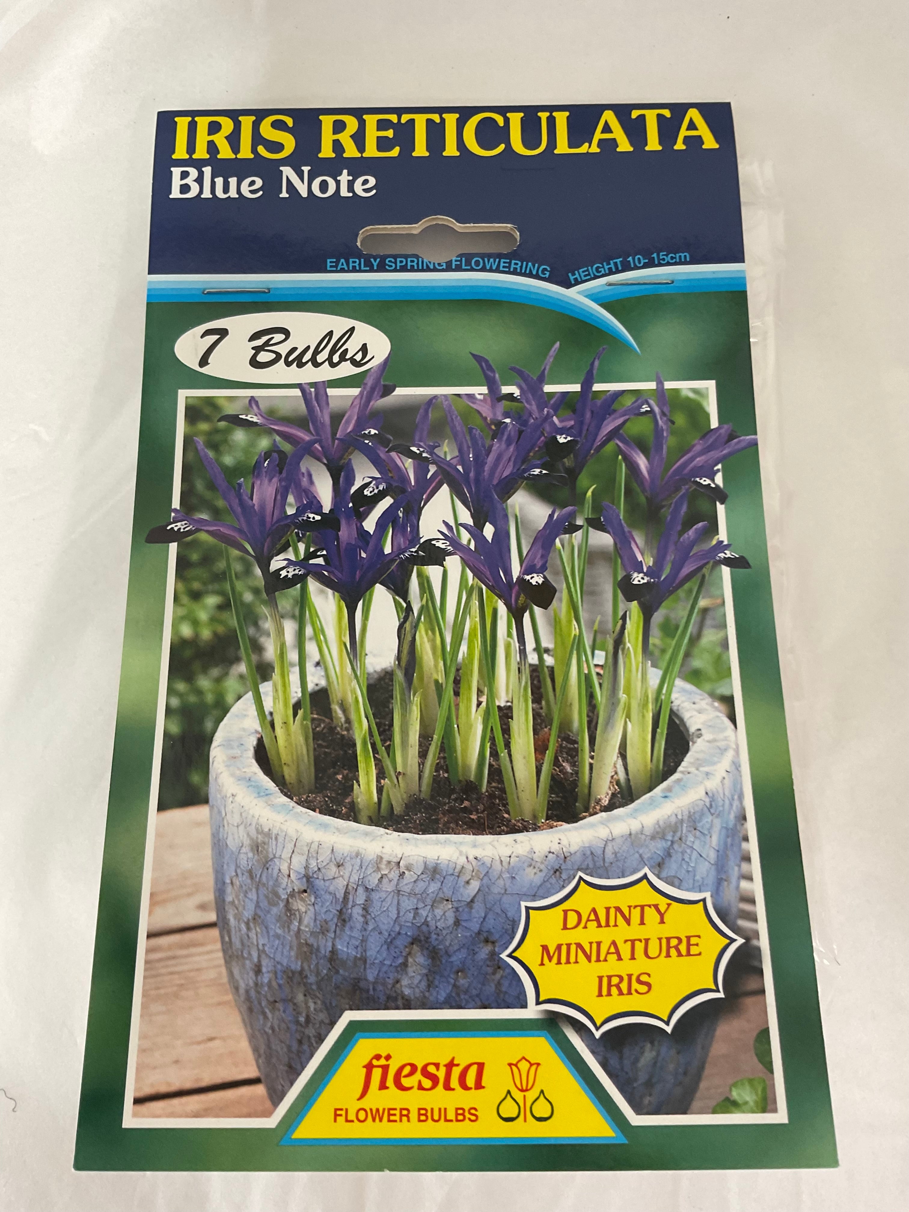 Bulb - IRIS RETICULATA - Blue Note