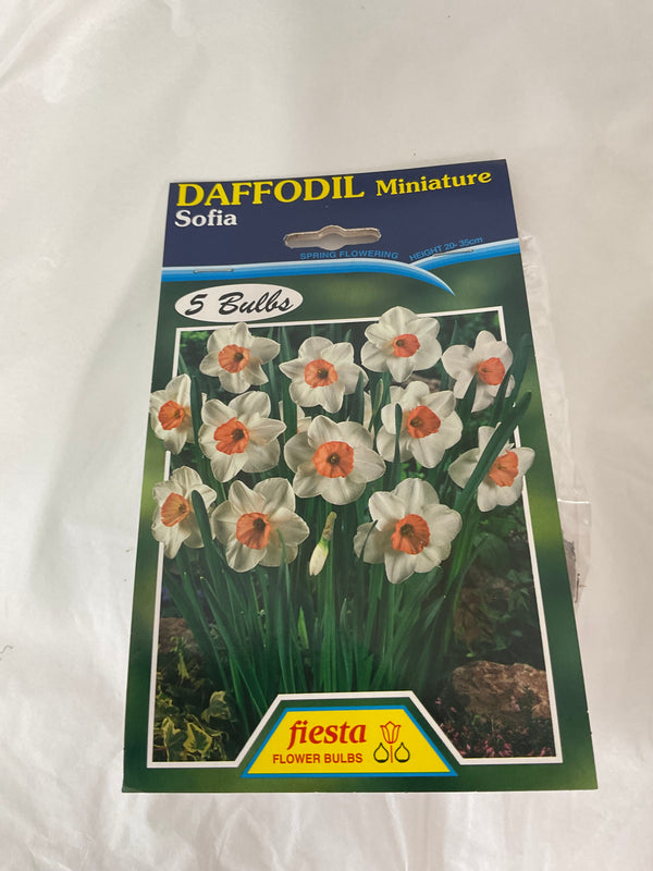 Bulb - DAFFODIL - Miniature Sofia