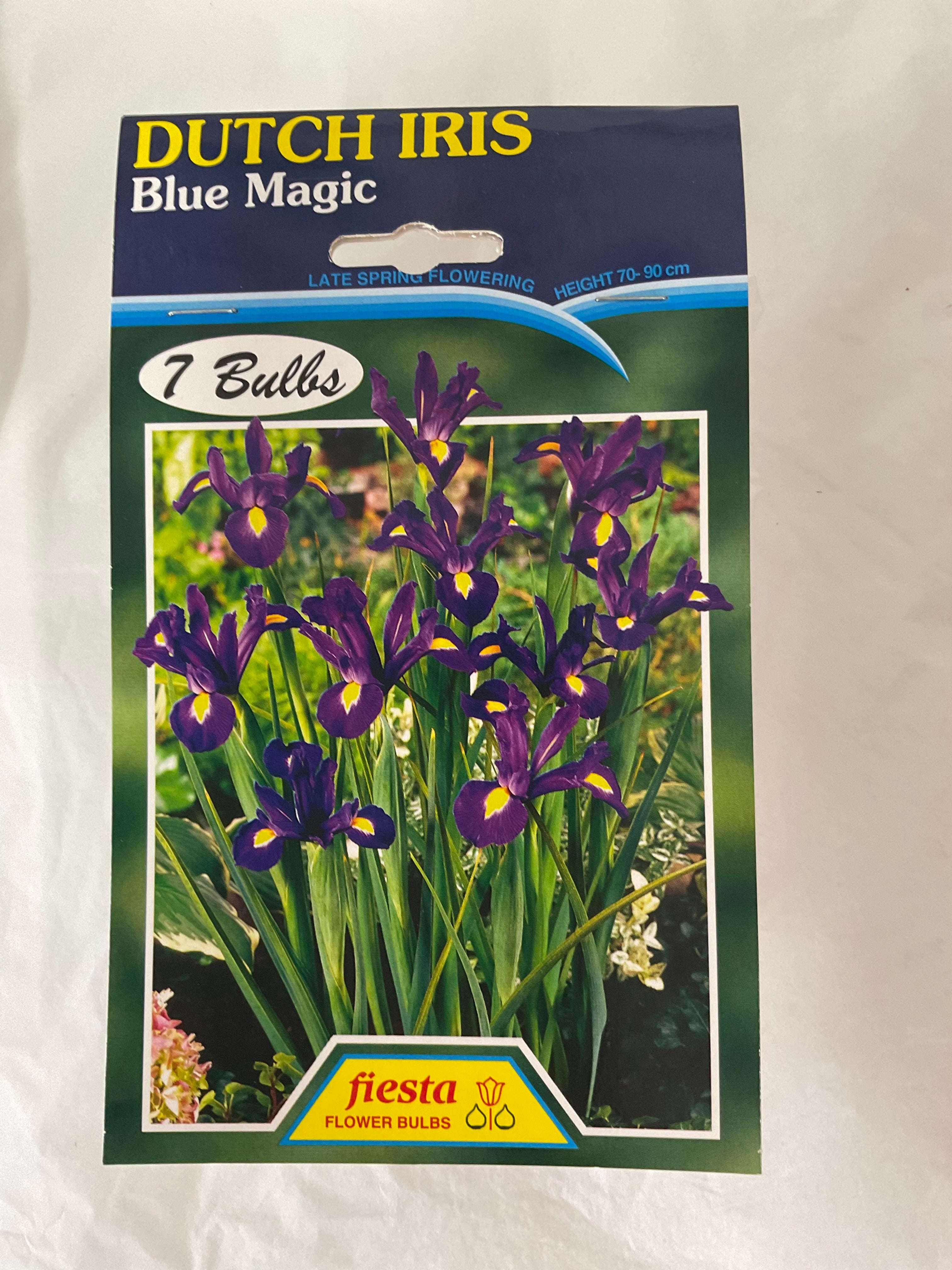 Bulb - DUTCH IRIS- Blue Magic  Pk7