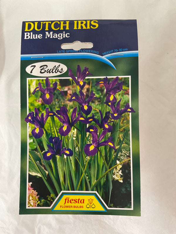 Bulb - DUTCH IRIS- Blue Magic  Pk7