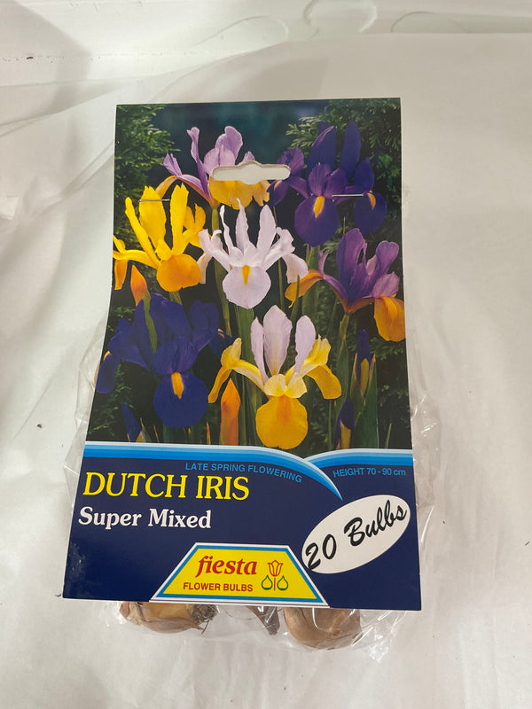 Bulb - DUTCH IRIS -  Super MIx  PK20