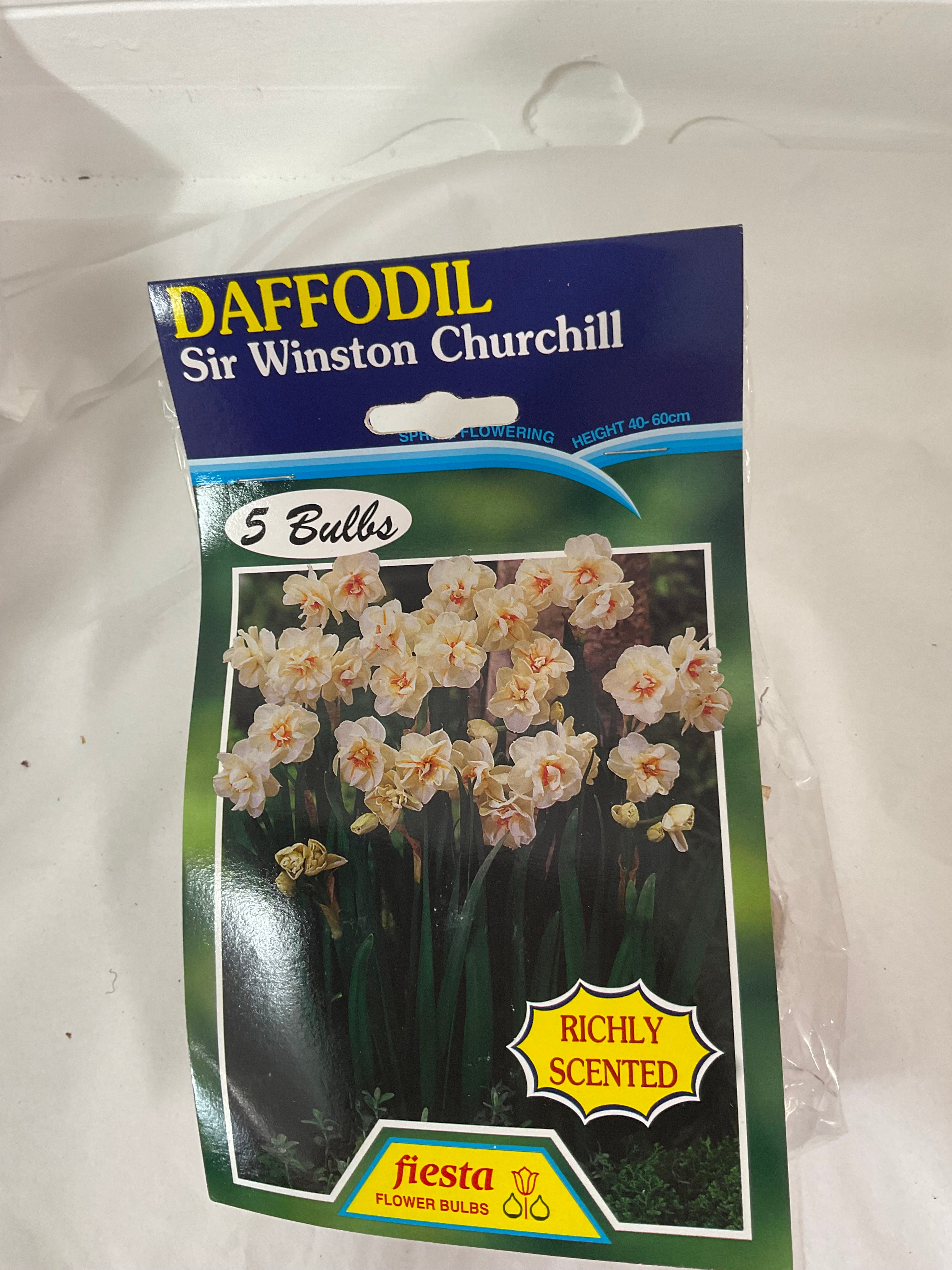 Bulb - DAFFODIL - Sir Winston Churchill
