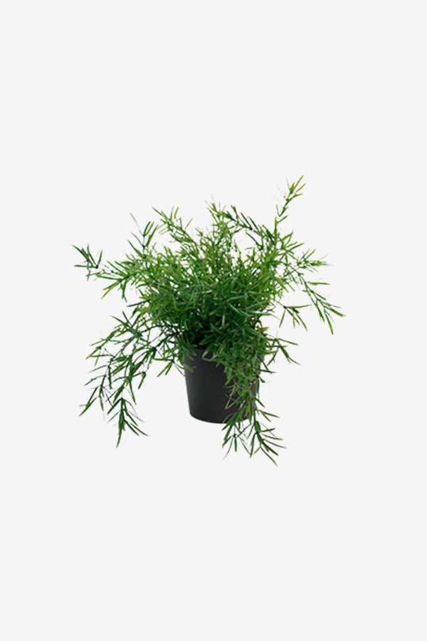 Artificial Potted Asparagus Fern