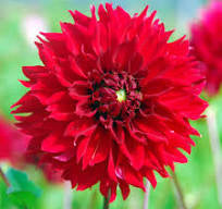 Dahlia Tuber - Red Fubuki