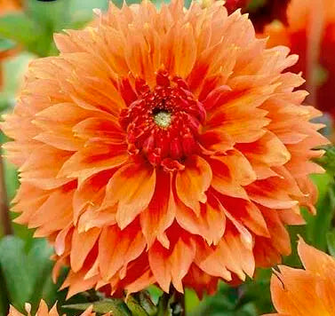 Dahlia Tuber - Orange Fubuki