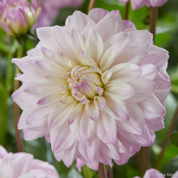 Dahlia Tuber - Who Me