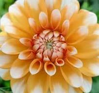 Dahlia Tuber - Orange Perception